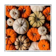 Pompoenen (2)
