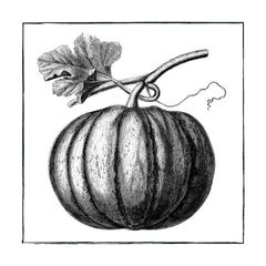 Pompoenen